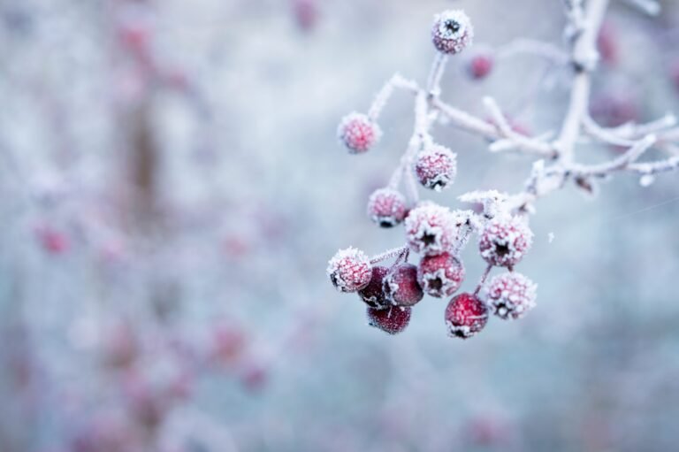 Winter Wonderland: Preparing Your Garden for a Spring Symphony