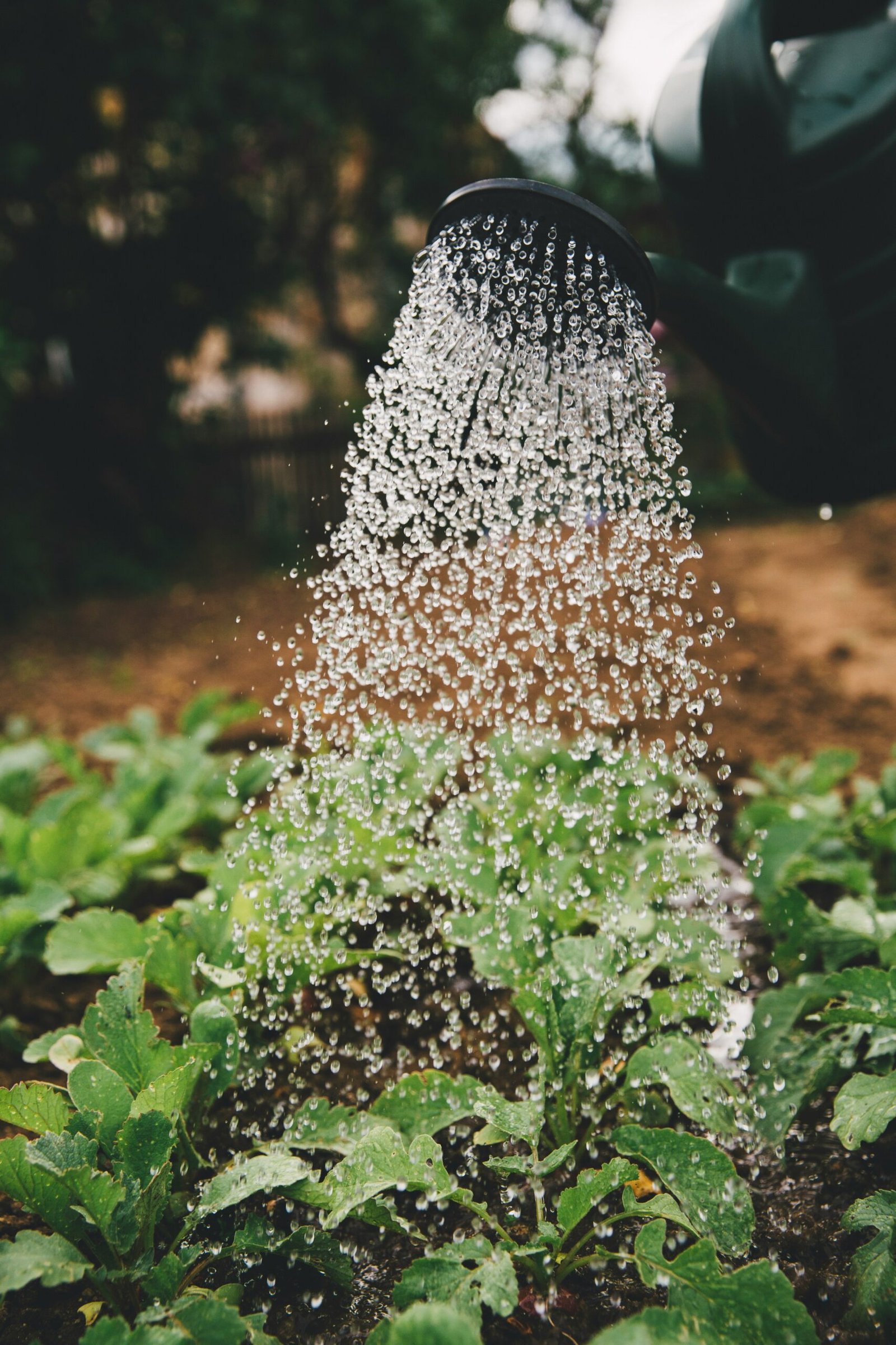 person watering plant