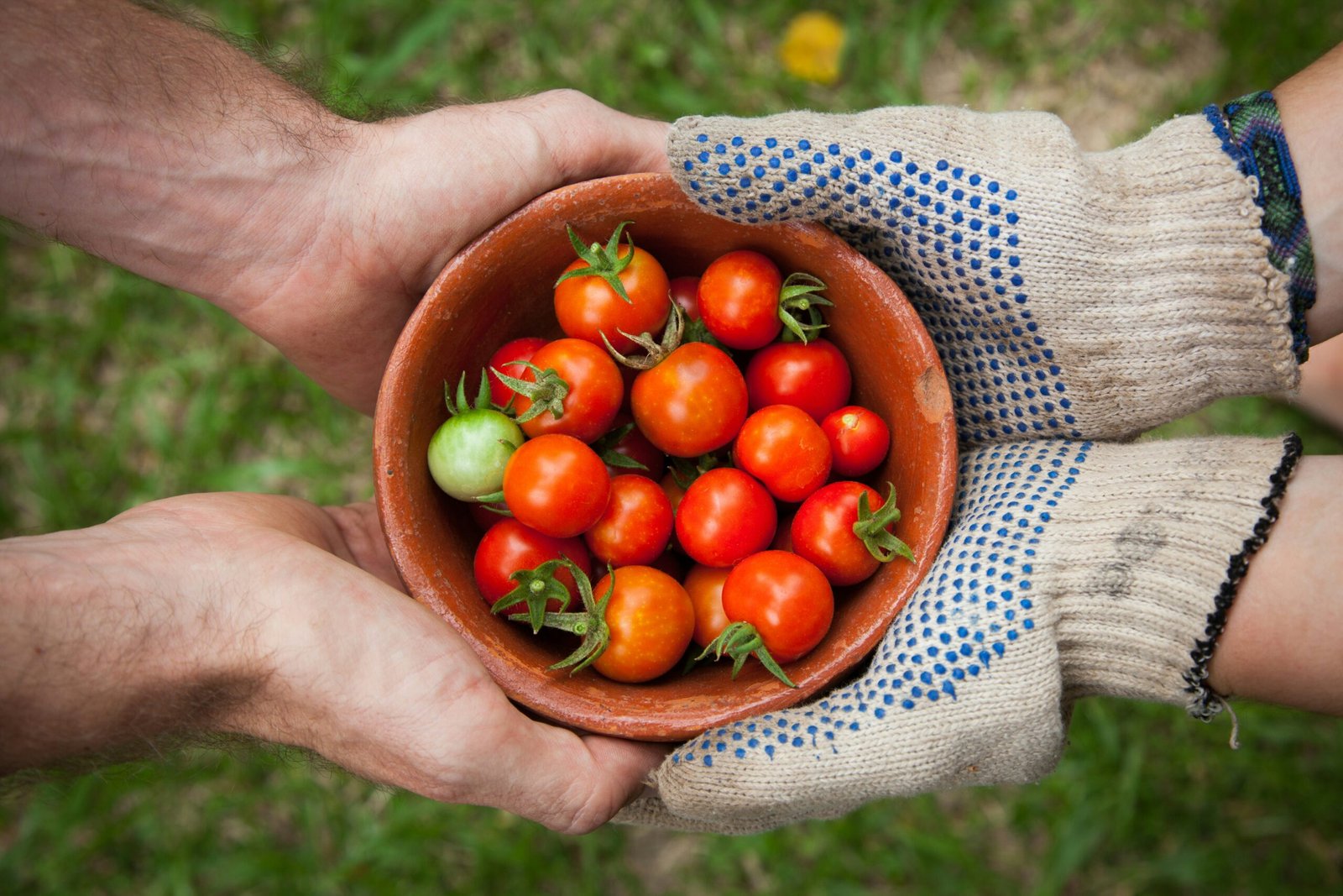 A Beginner’s Guide: Vegetable Garden Ideas 2024