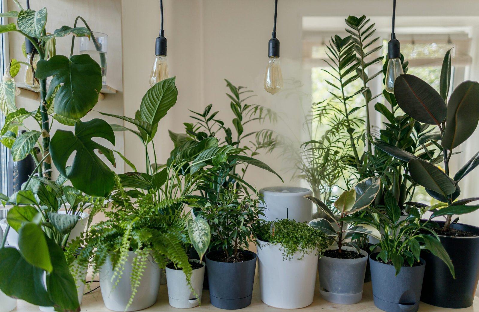 What are the Best Indoor Garden Supplies?