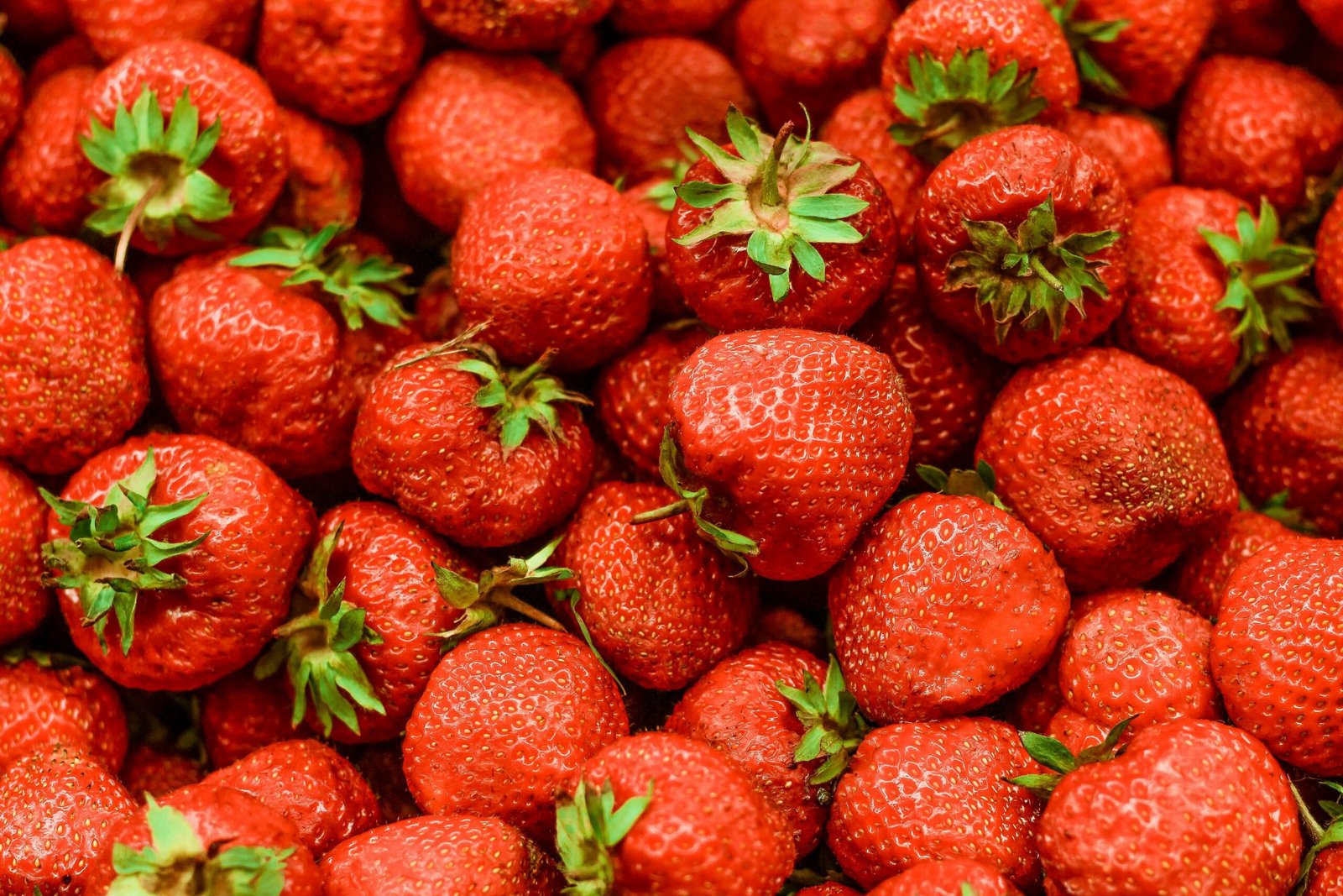 Can You Grow Strawberries Indoors? Sure You Can!