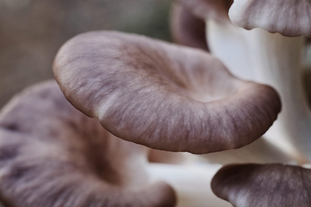 Oyster Mushrooms