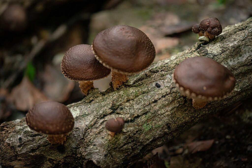 Shiitake Mushrooms